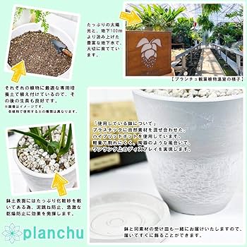 ぱきらページ 楽天市場】PLANCHU 観葉植物 パキラ ネジリ 実生株 4号鉢 受け皿